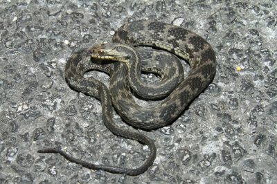 water snake larger 2.jpg