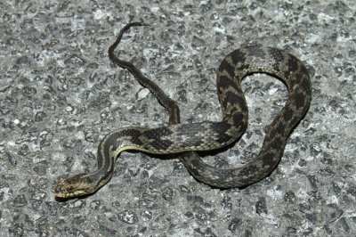 water snake larger.jpg