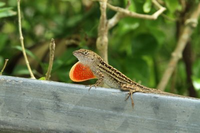 Anolis sagrei.jpg