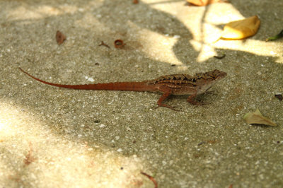 Anolis.jpg