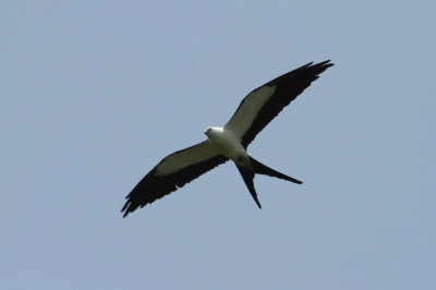 swallowtail kite.jpg