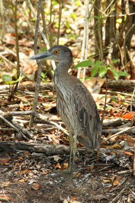 yellow crowned night heron.jpg