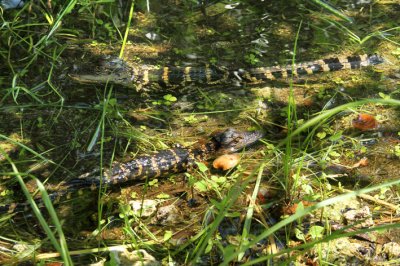 alligator creche.jpg