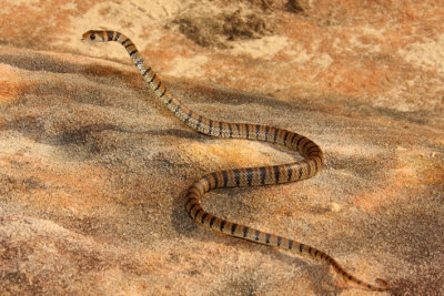 brown snake rearing.jpg