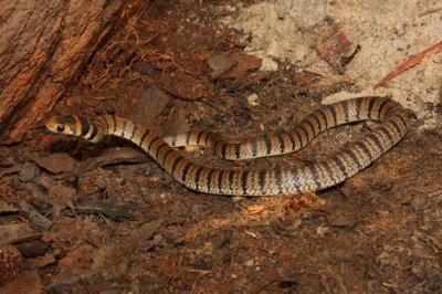 eastern brown snake low res.jpg