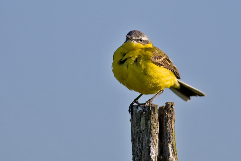 Yellow Wagtail