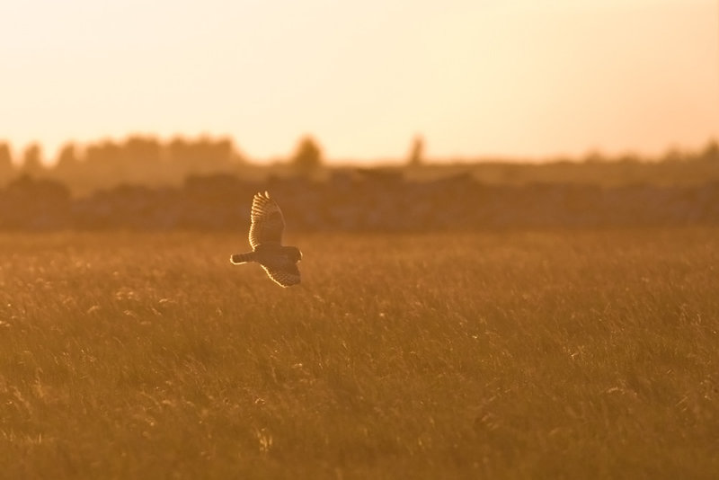 Short-eared Owl