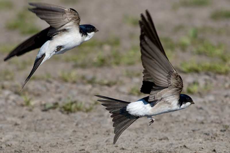 Common House Martin