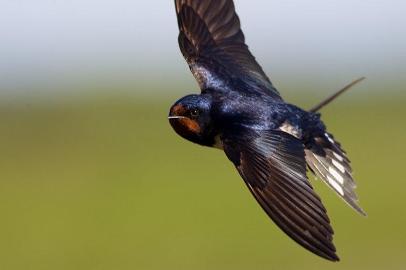 Barn Swallow