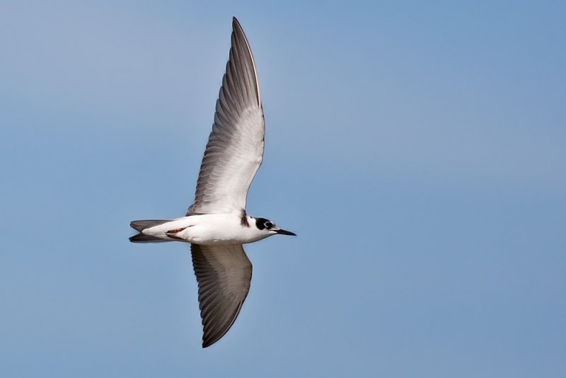 Black Tern