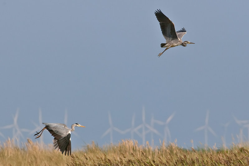 Grey Heron