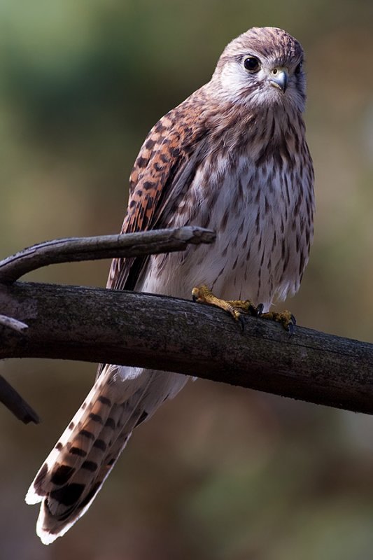 Common Kestrel