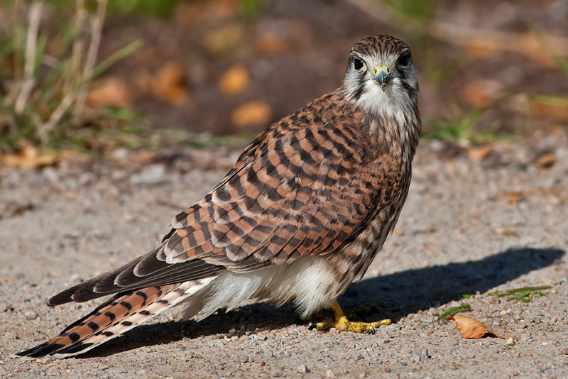 Falco tinnunculus Common Kestrel