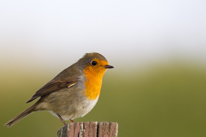 European Robin