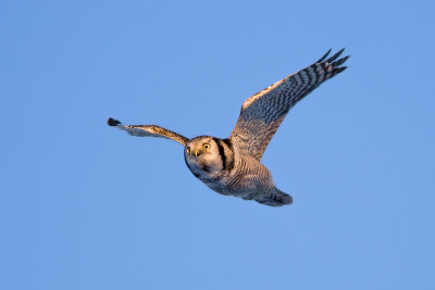 Northern Hawk Owl