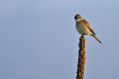 Red-backed Shrike