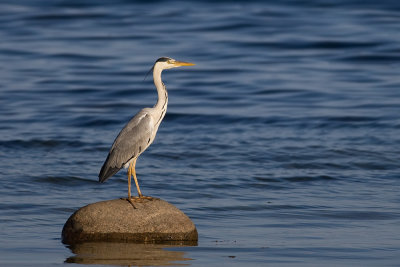 Grey Heron