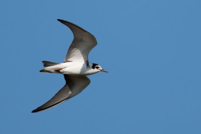 Black Tern