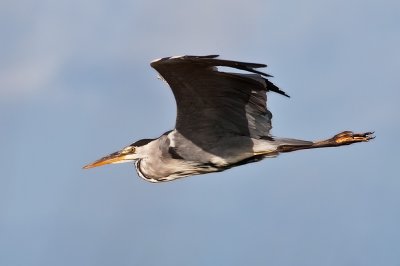 Grey Heron