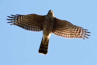 Sparrowhawk