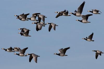 Barnacle Goose