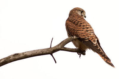 Common Kestrel