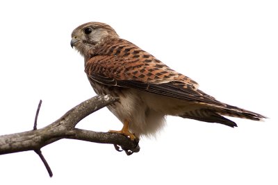 Common Kestrel