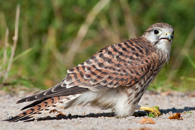 Falco tinnunculus Common Kestrel with a cricket