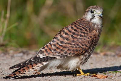 Falco tinnunculus Common Kestrel