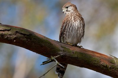 Falco tinnunculus Common Kestrel