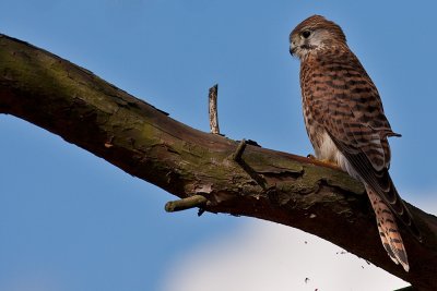 Falco tinnunculus Common Kestrel