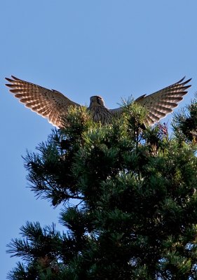 Common Kestrel