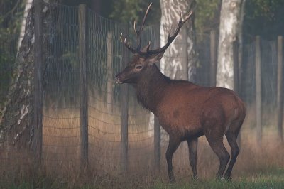 Wild Red deer bull in misty weather, fence against the wild animals that eat plants