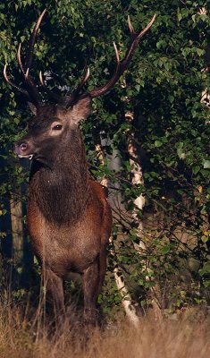 Wild Red deer bull