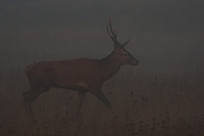 Wild Red deer bull in the dark and mist