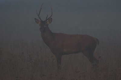 Wild Red deer bull in the mist