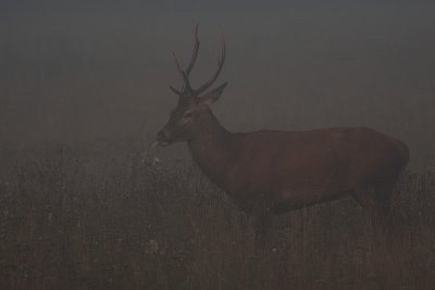 Wild Red deer bull in the mist