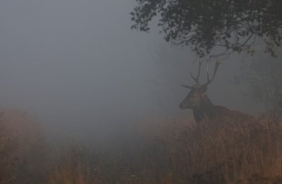 Wild Red deer bull in misty weather