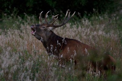 Wild Red deer bull roaming in a ditch