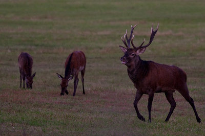 Wild Red deer