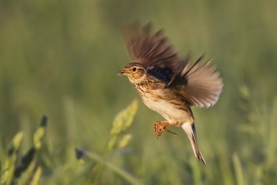 Eurasian Sky Lark