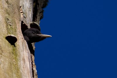 Black Woodpecker