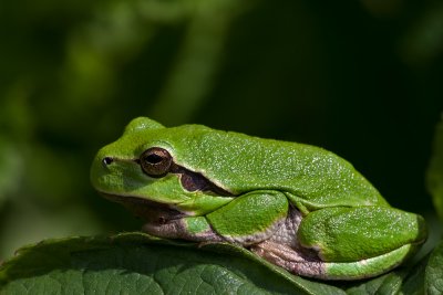 Common Tree Frog, Hyla arborea 