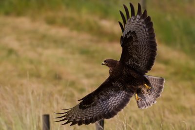 Common Buzzard