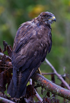 Common Buzzard in rain