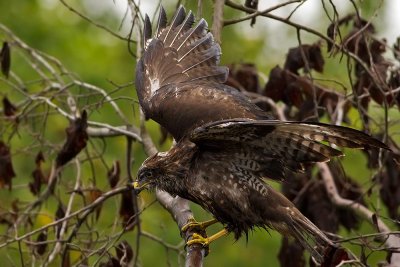 Common Buzzard landing on a branch