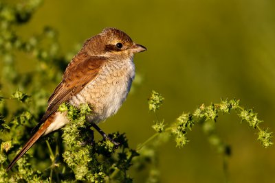 Red-backed Shrike