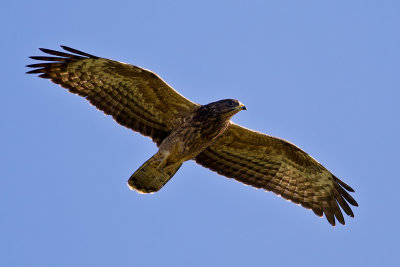 European Honey-buzzard