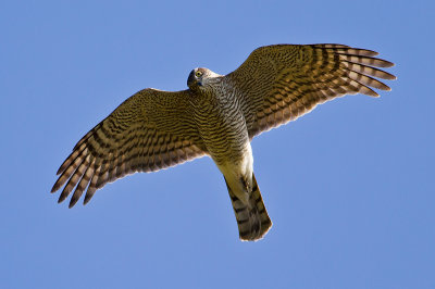 Sparrow Hawk