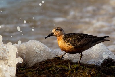 Red Knot and waves